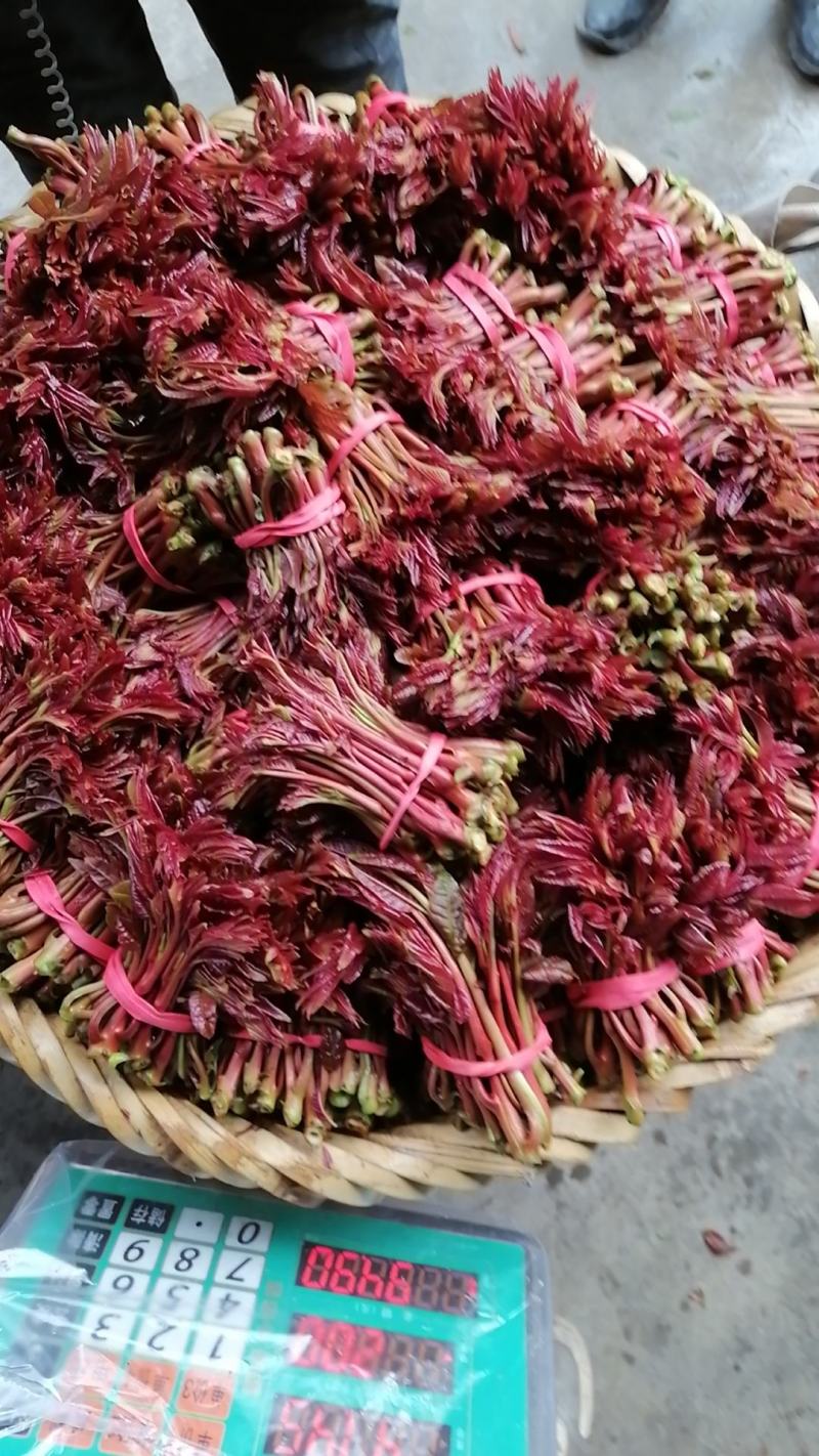 大竹红油香椿