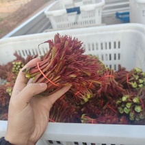 大竹红油香椿