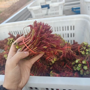 大竹红油香椿