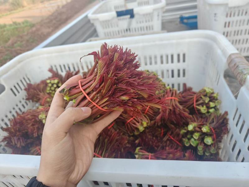 大竹红油香椿