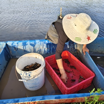 湖北荆州小龙虾