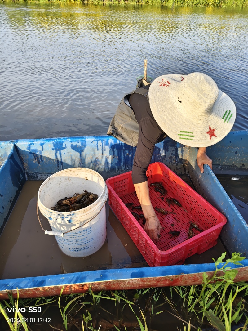 湖北荆州小龙虾