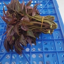 伏牛山红油香椿