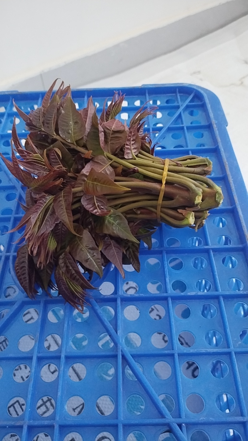 伏牛山红油香椿