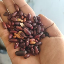 豆子，红豆