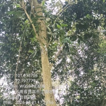 源头批发零售