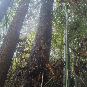 泡桐树