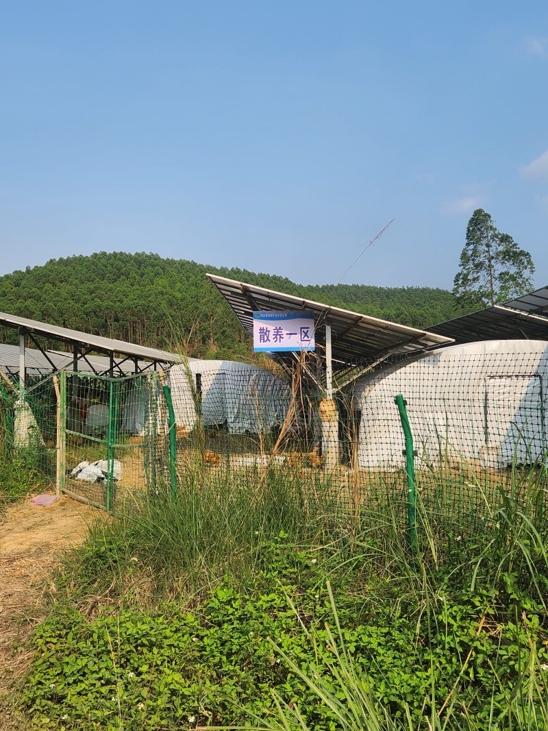 生态散养土鸡