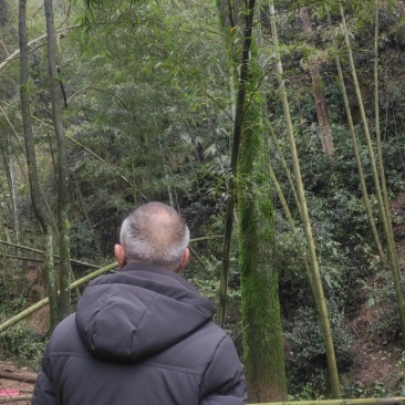 鲜杜仲树皮