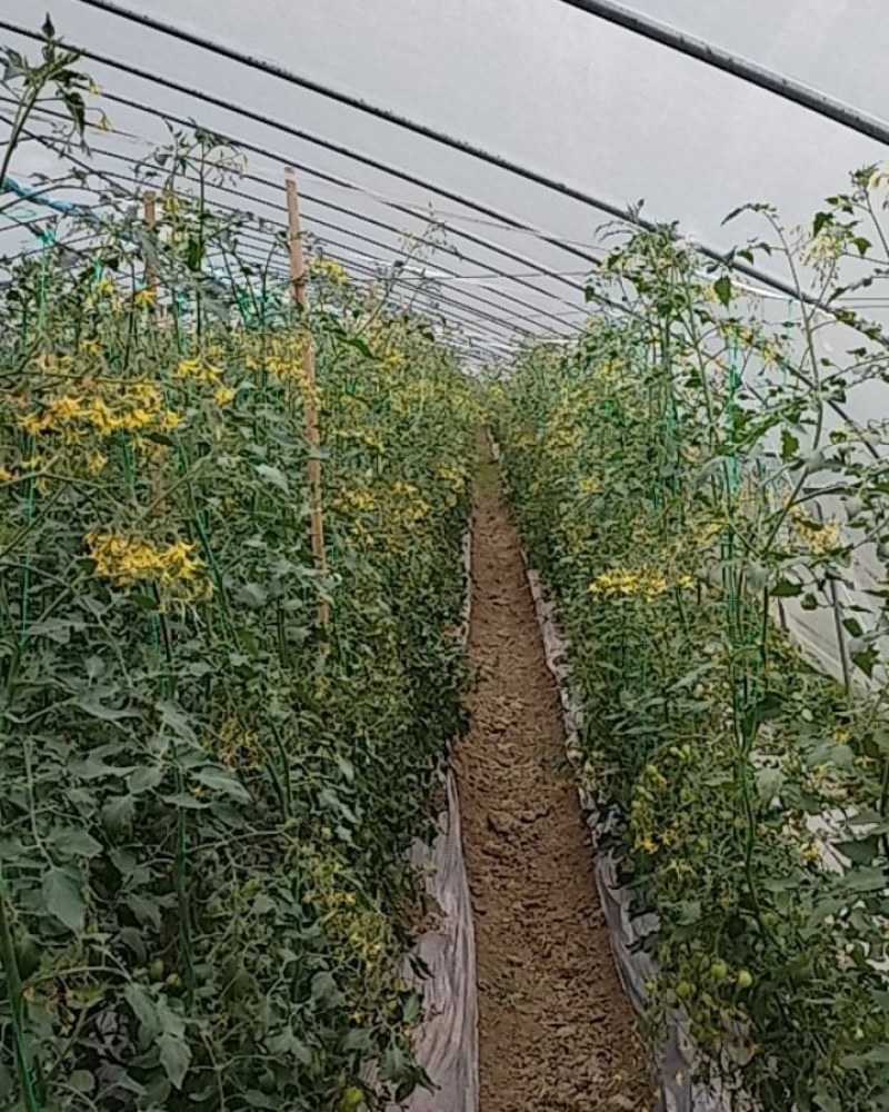 水果番茄