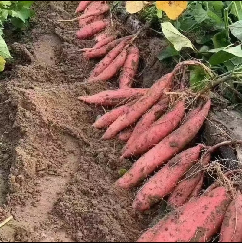 红薯