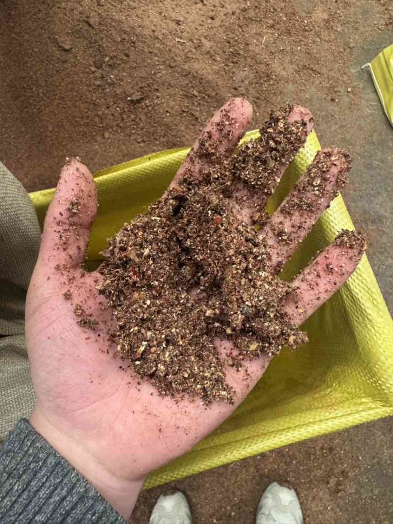 高糖枣粉高能量喂牛羊育肥快喜欢吃