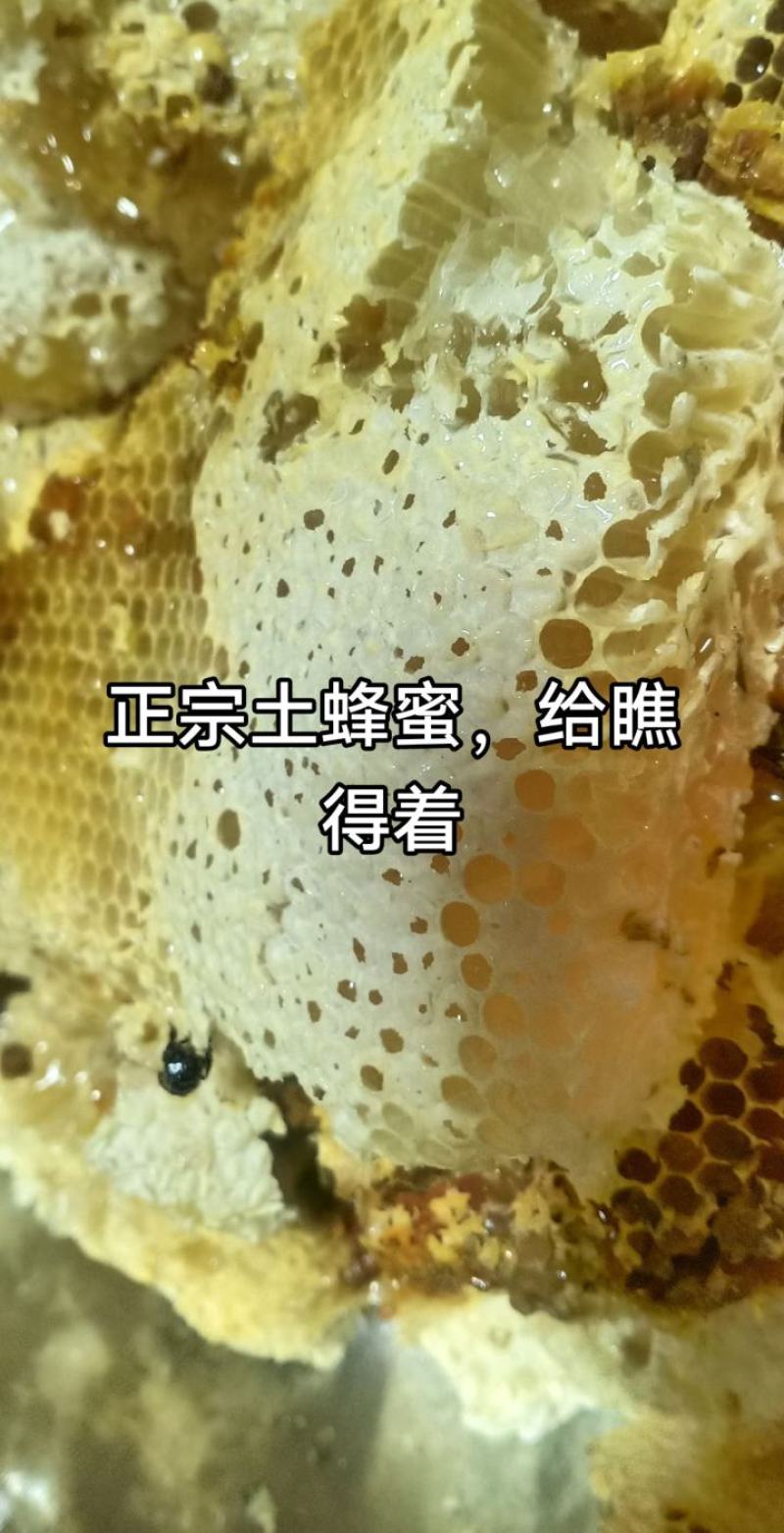 云南家养土蜂蜜