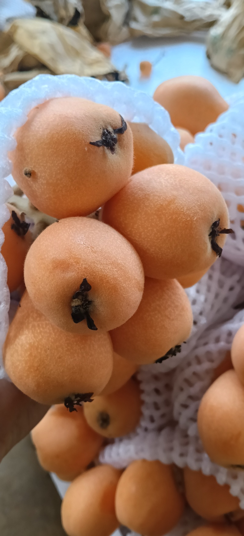 高山枇杷，香甜可口！