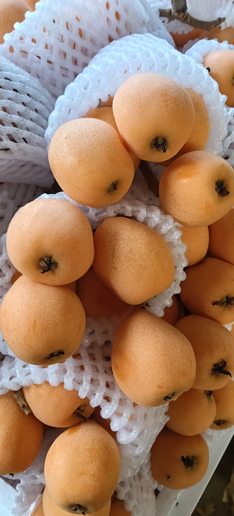 高山枇杷，香甜可口！