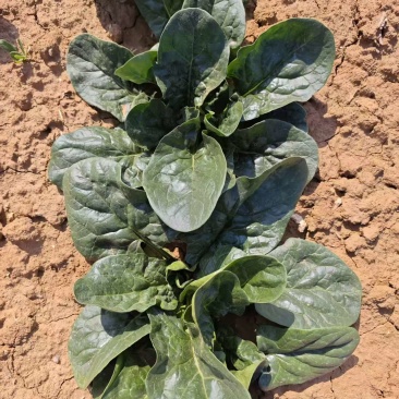 河南洛阳菠菜