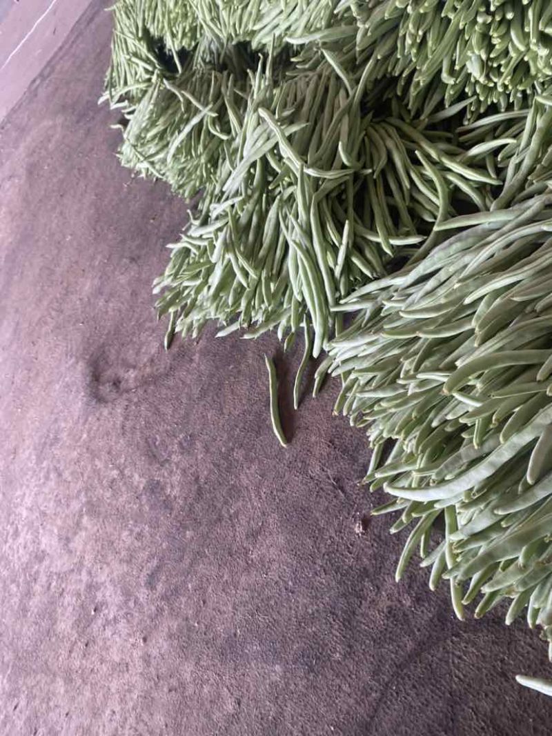 聊城四季豆大量供应