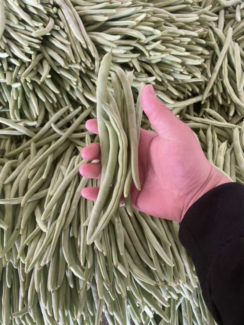 聊城四季豆大量供应