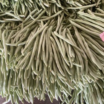 聊城四季豆大量供应