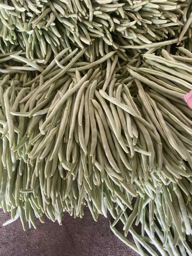 聊城四季豆大量供应