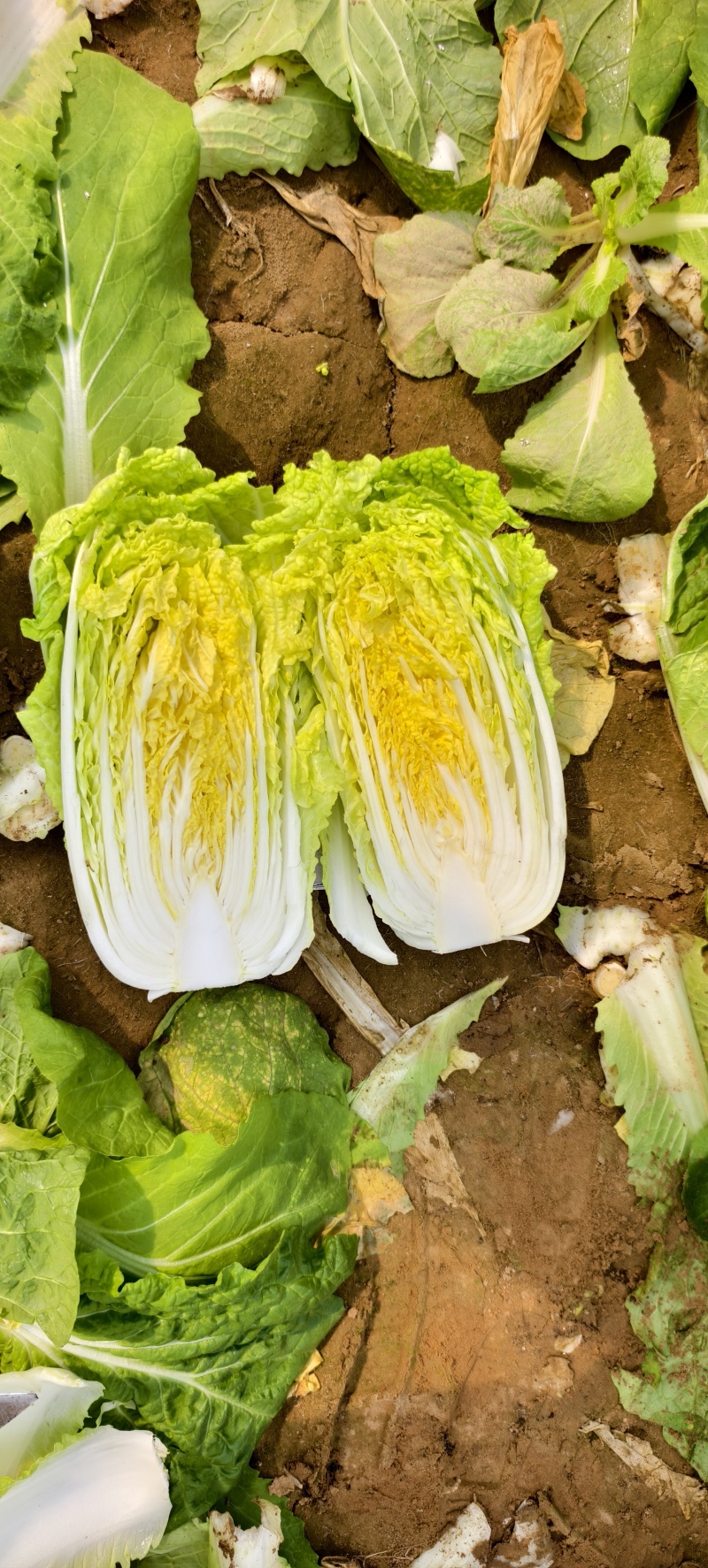 毛菜一袋40颗，大概60斤