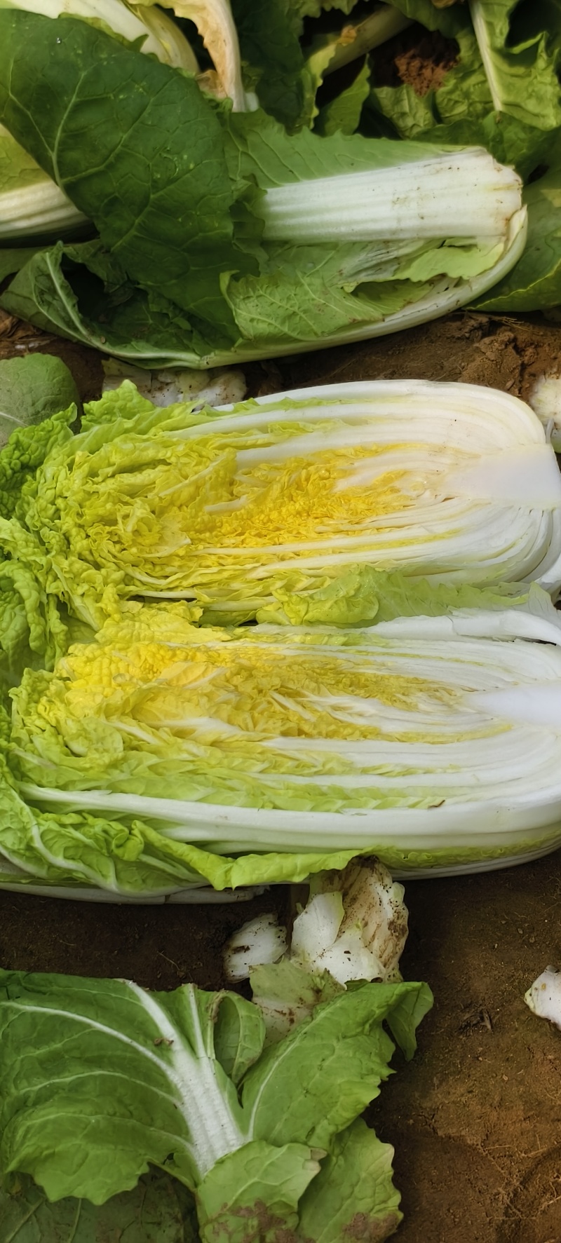 毛菜一袋40颗，大概60斤