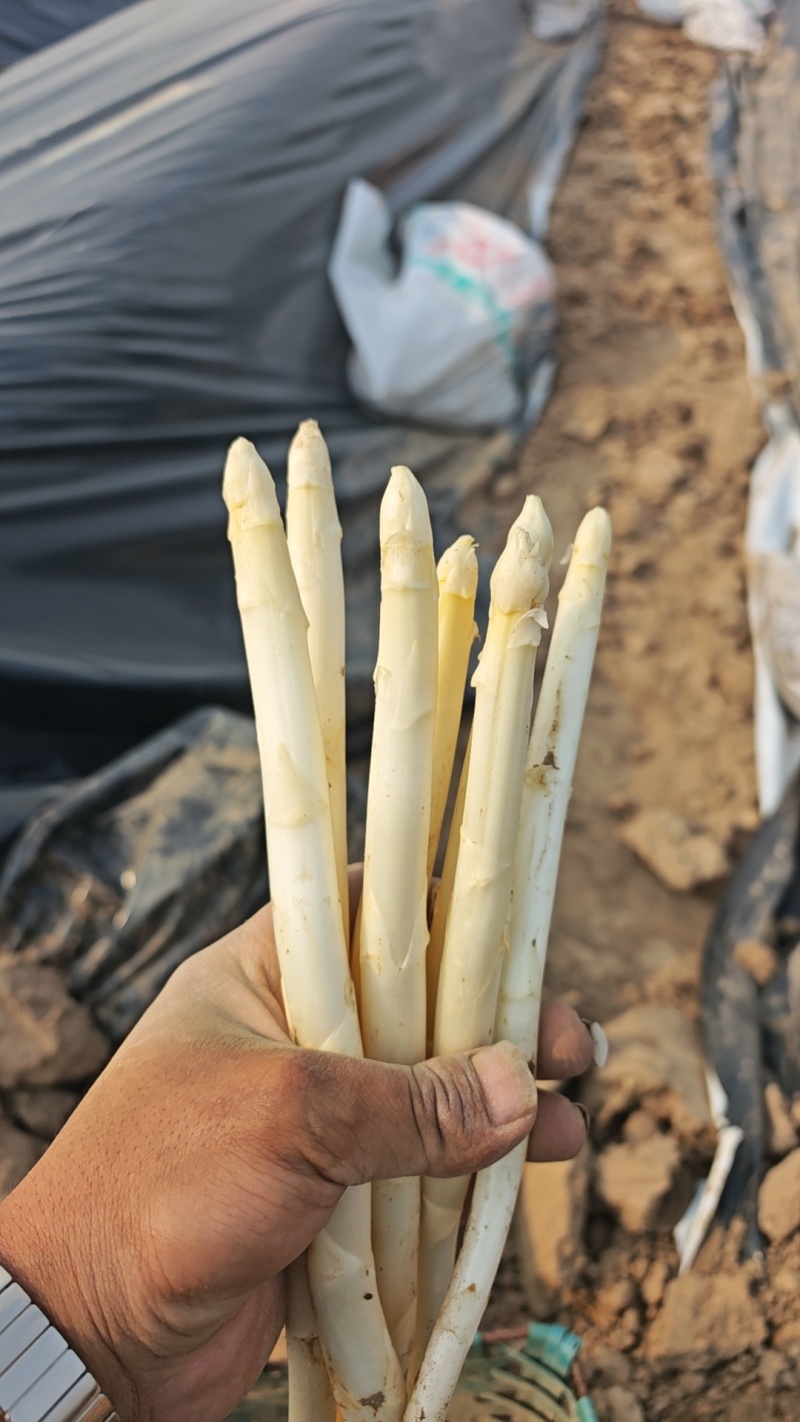 山东阳谷产地直供新鲜白芦笋，现采现发，沙地种植，笋体白净笔直