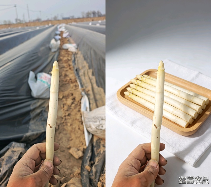 山东阳谷产地直供新鲜白芦笋，现采现发，沙地种植，笋体白净笔直