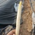 山东阳谷产地直供新鲜白芦笋，现采现发，沙地种植，笋体白净笔直