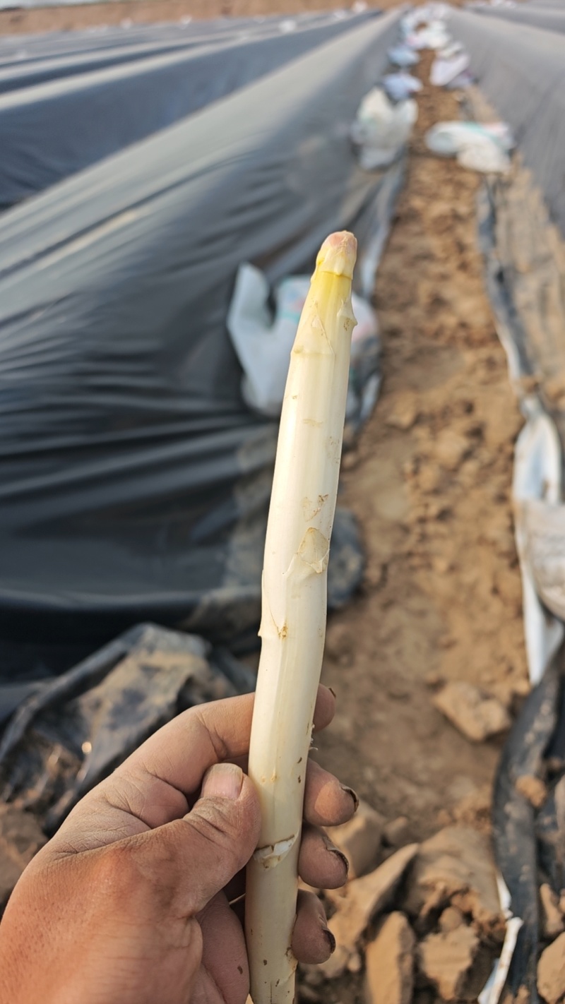 山东阳谷产地直供新鲜白芦笋，现采现发，沙地种植，笋体白净笔直