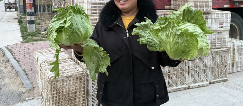 球生菜