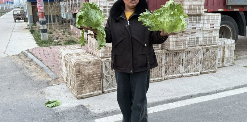 球生菜