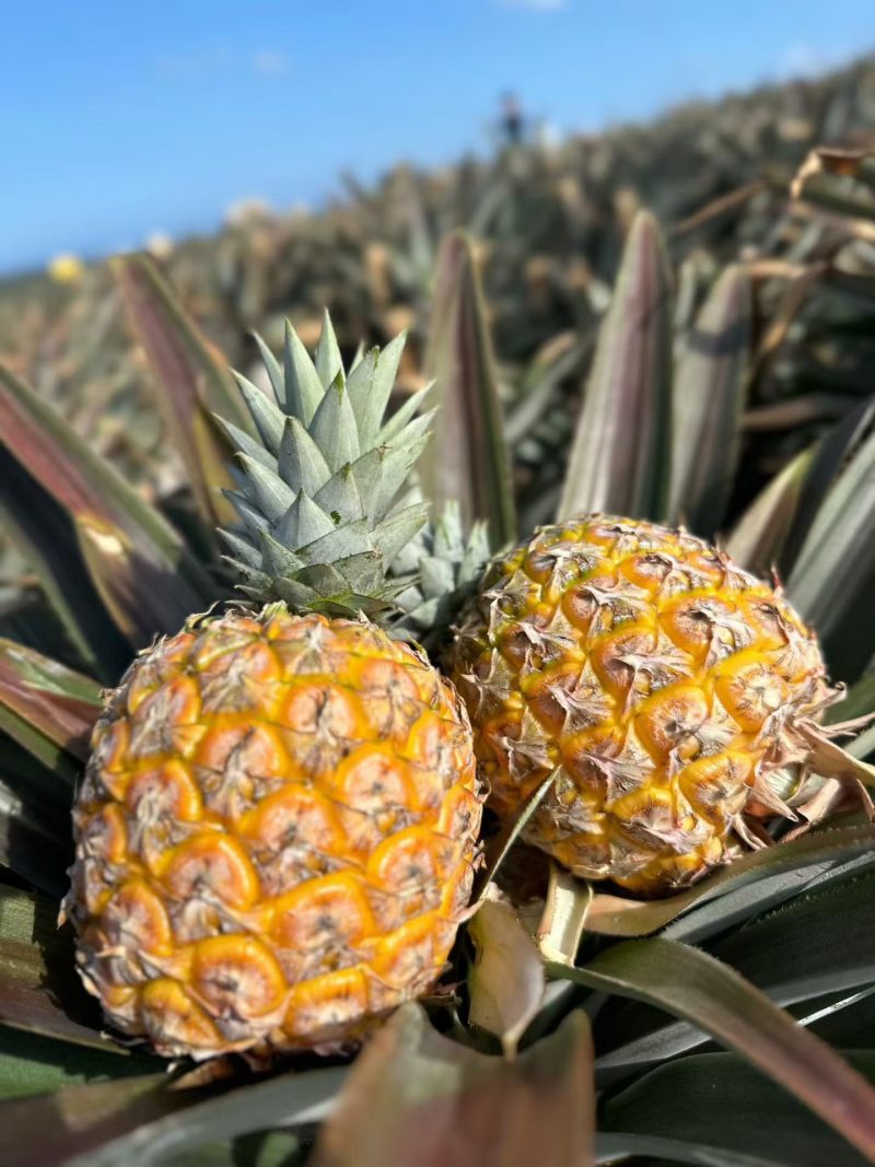海南芒果凤梨市场商品果全国配货可一件代发