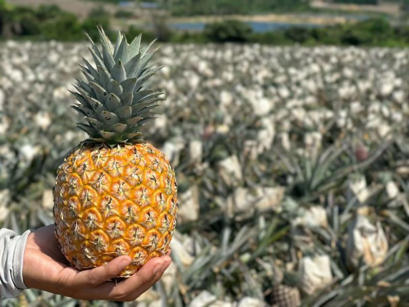 海南芒果凤梨市场商品果全国配货可一件代发
