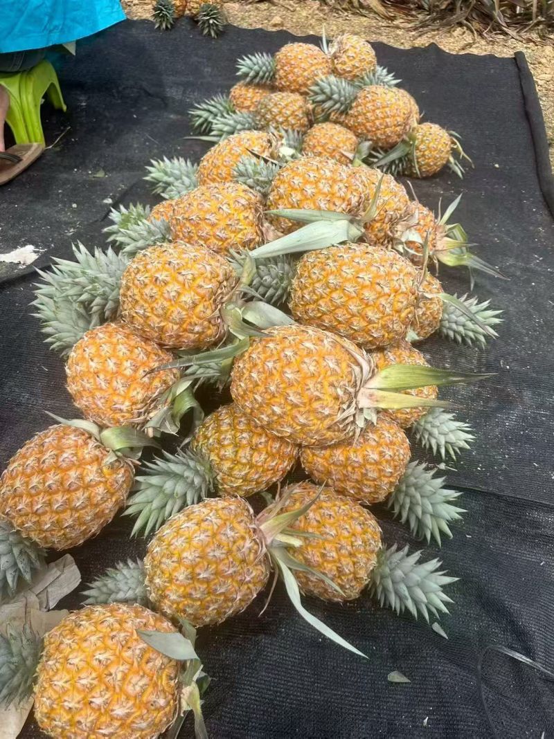 海南芒果凤梨市场商品果全国配货可一件代发