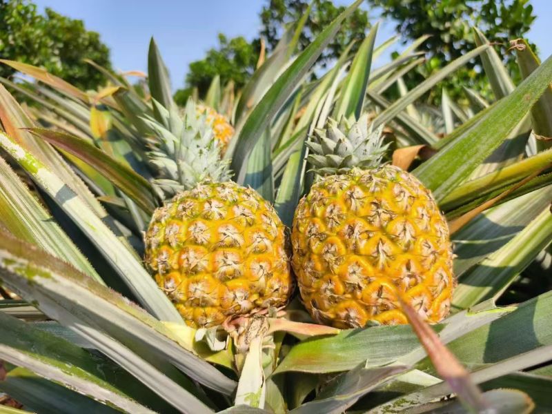 海南芒果凤梨市场商品果全国配货可一件代发