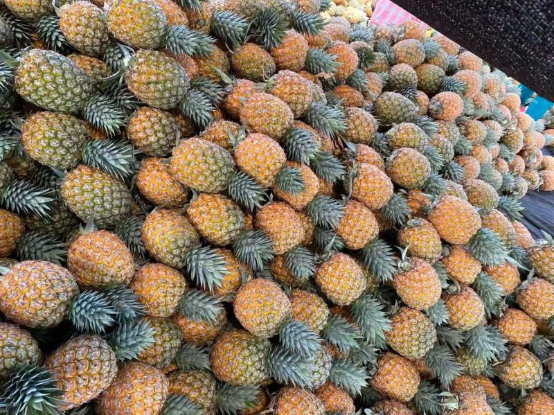 海南芒果凤梨市场商品果全国配货可一件代发