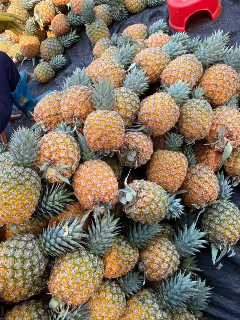海南芒果凤梨市场商品果全国配货可一件代发