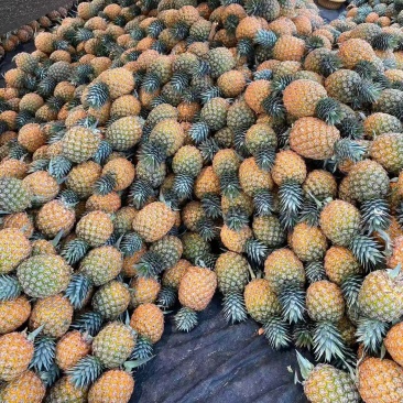 海南芒果凤梨市场商品果全国配货可一件代发