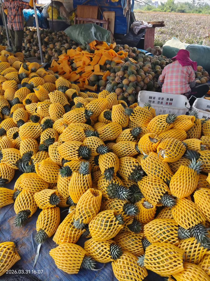 海南芒果凤梨市场商品果全国配货可一件代发