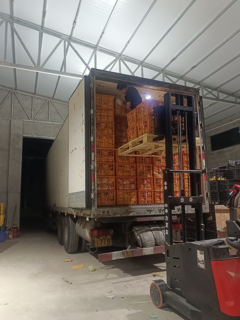 海南芒果凤梨市场商品果全国配货可一件代发