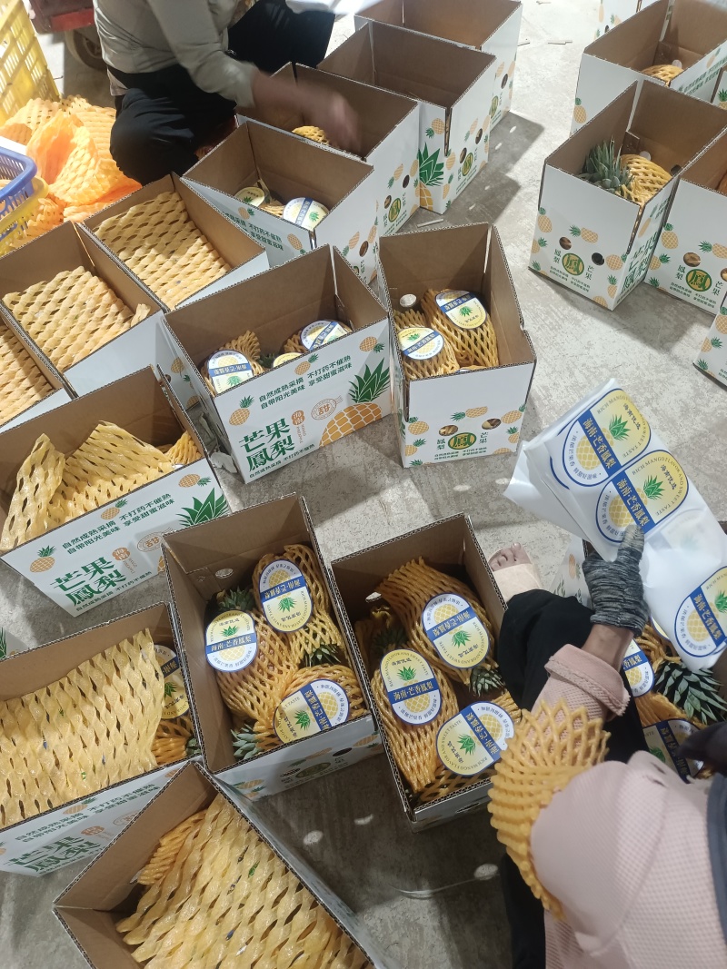 海南芒果凤梨市场商品果全国配货可一件代发
