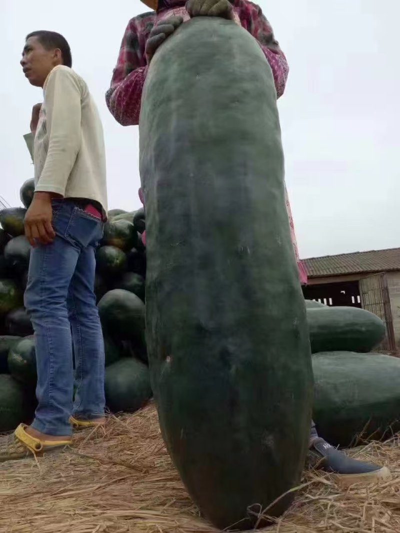 正宗广西坛洛地冬瓜，瓜形靓、肉质白，量大价优，全国发货。