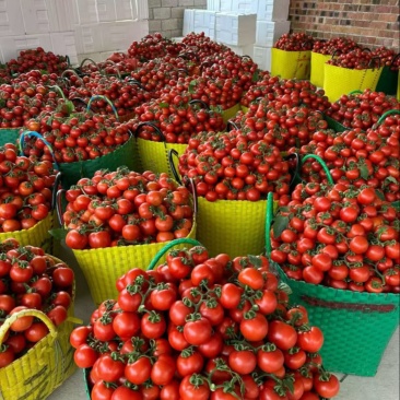 西红柿🍅