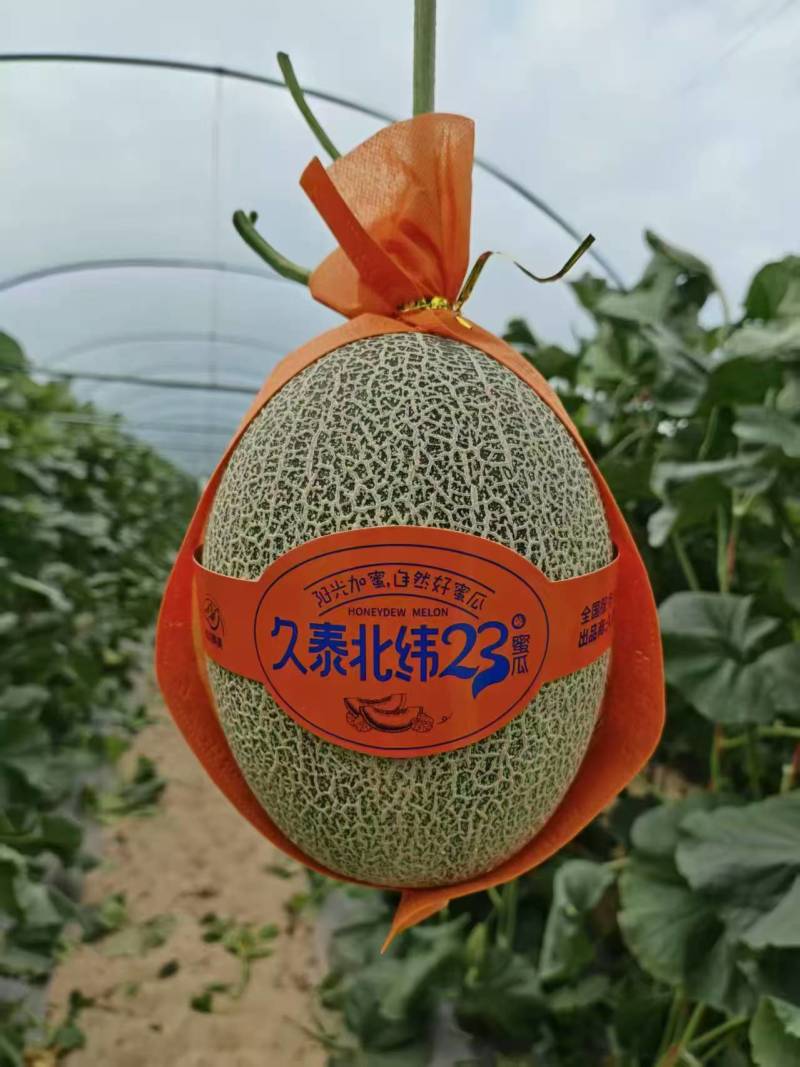 哈密瓜