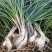荞头带根带叶