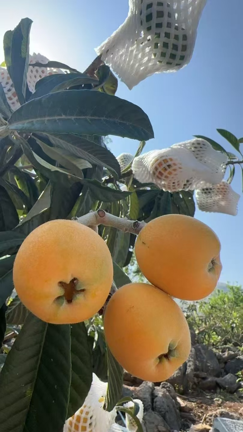 枇杷