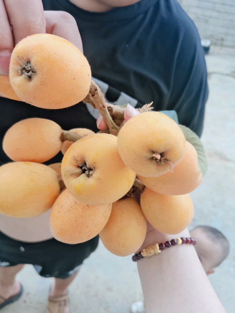 枇杷