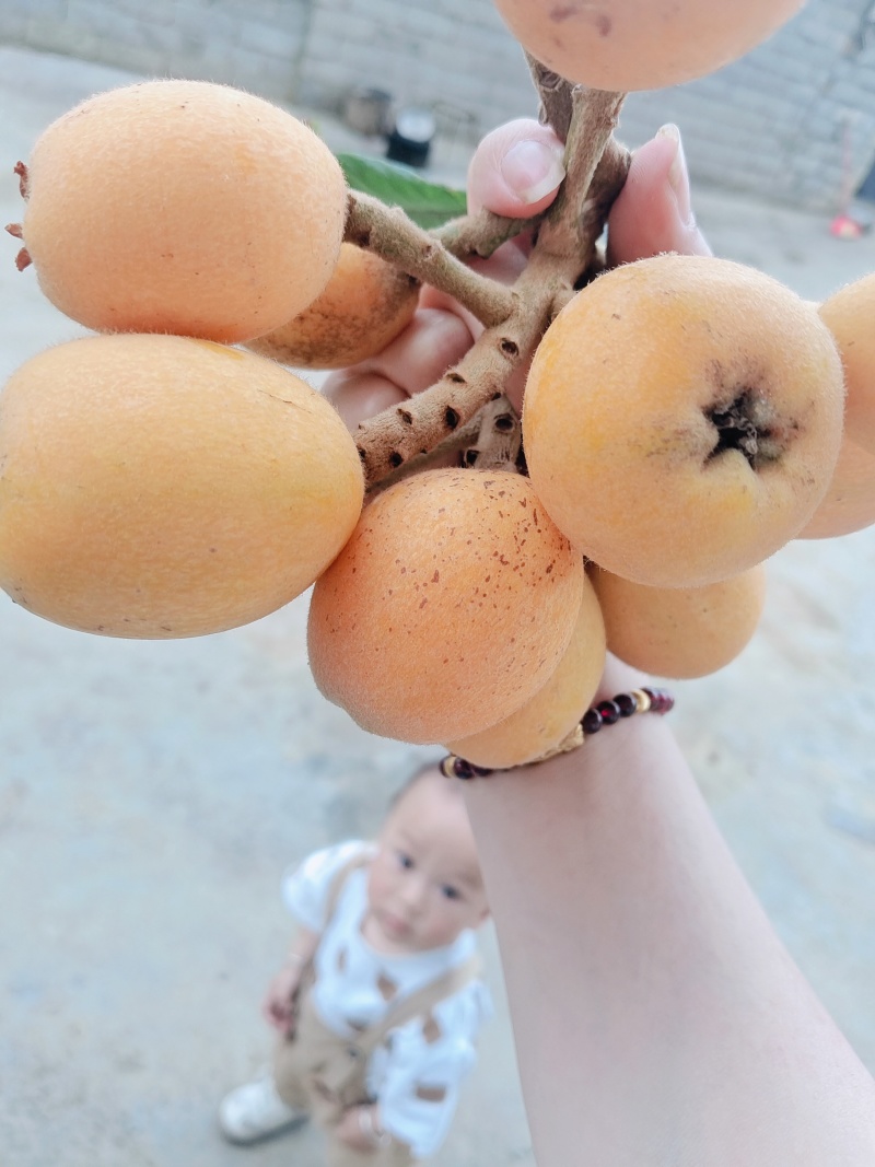 枇杷