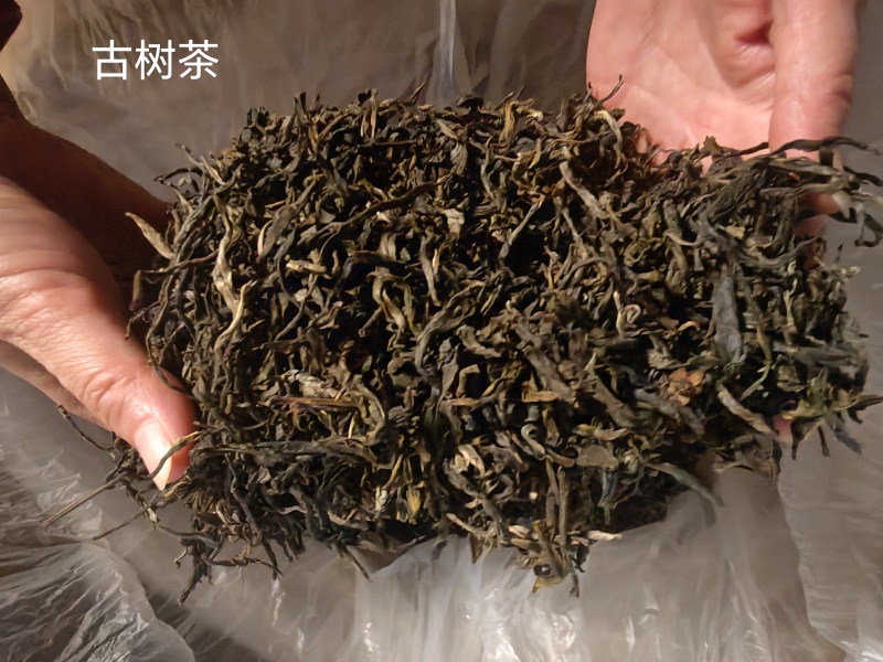 云南普洱，新六大茶山南峤茶山，茶香浓郁，茶味甘甜，果蜜香